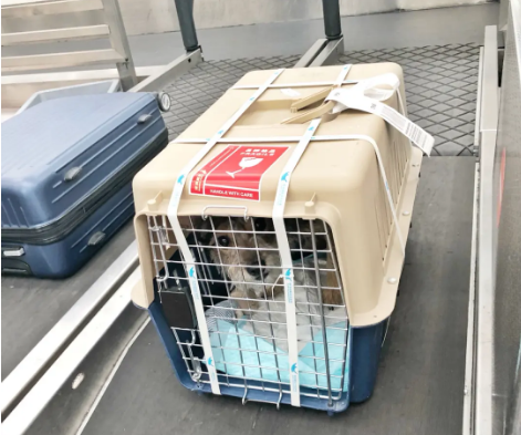 巴南宠物托运 宠物托运公司 机场宠物托运 宠物空运